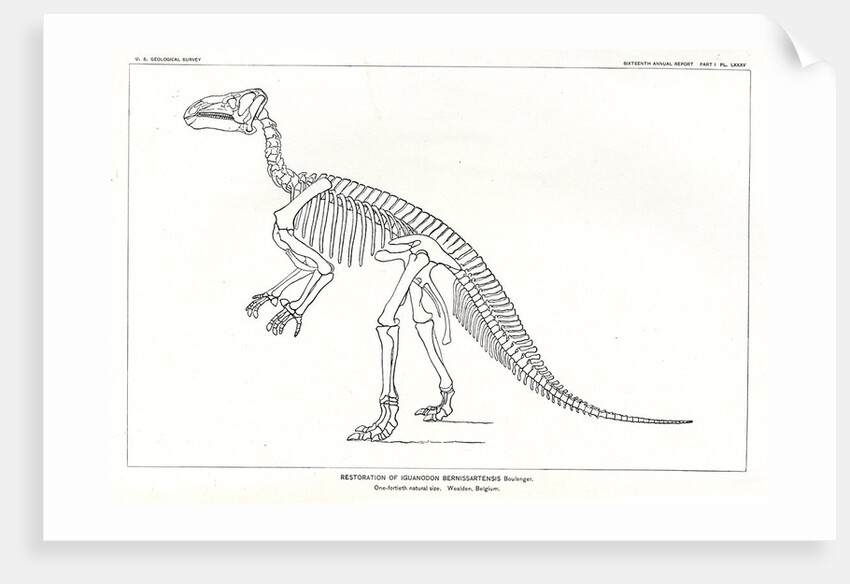 ‘Iguanodon bernissartensis’ by Unknown
